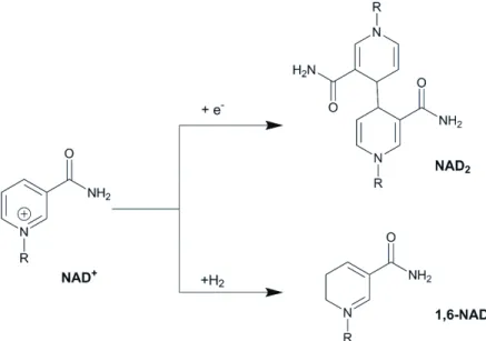Figure 27 Voie de dégradation de NAD +  en NAD 2  ou 1,6-NADH 