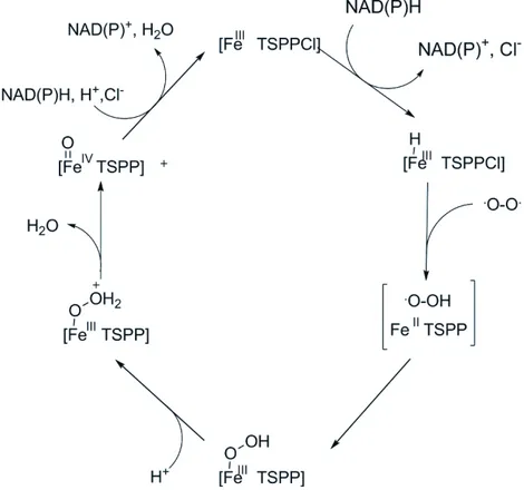 Figure 45 Proposition de mécanisme oxydatif de régénération de NAD +  selon Gröger et coll
