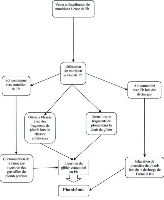 Figure 6 : Cadre des déterminants de la plombémie reliés à l'utilisation de  munitions à base de plomb au Nunavik 