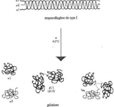 Figure 8: Produits de la dépolymérisation du collagène (d'aprés Rose, 1987) 