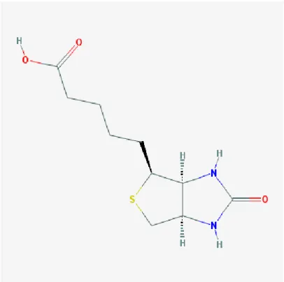 Figure 1 : Structure moléculaire de la biotine (4) 