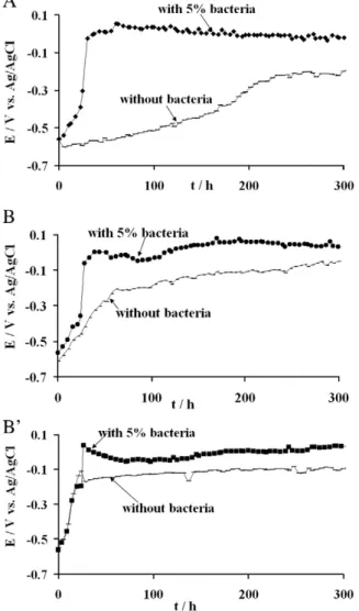 Fig. 1. Variation of E oc of 304L stainless steel with time with 5% v/v G. sulfurreducens and without bacteria: (A) medium containing 25 mM fumarate, after polishing at P120–P800 grit; (B) lacking medium after polishing with P120–P800 grit; and (B′)  fumar