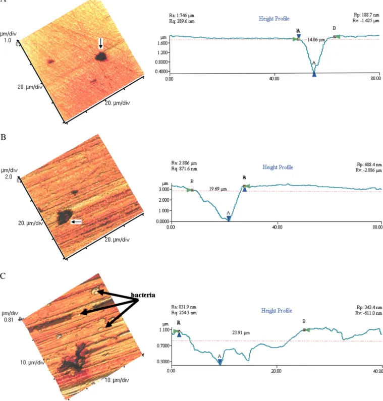 Fig. 4. AFM image and topographic representation of 304L surfaces from the experiments reported in Fig