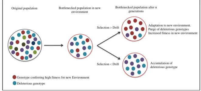 Figure 4 : Summery of the impacts of evolutionary forces in small-introduced populations