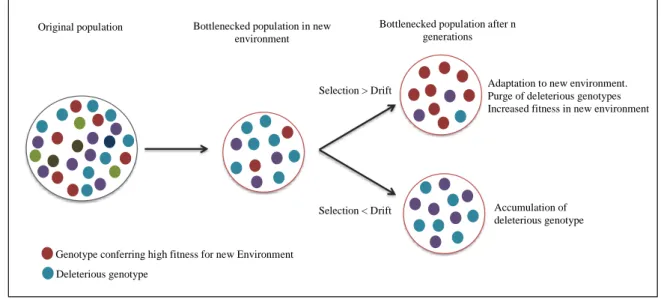 Figure 4 : Summery of the impacts of evolutionary forces in small-introduced populations