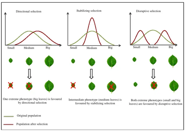 Figure  5: The three  types of  natural selection  (Directional,  Stabilizing,  Disruptive)  based  on leaves  size