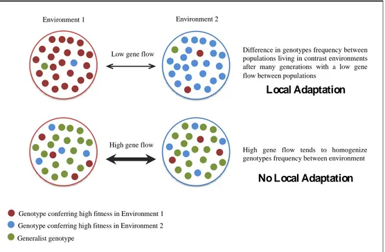 Figure  6 :  How  gene  flow  affects  local  adaptation.  In  (A),  low  gene  flow  between  two  contrasted  environments  accompanied  by  selection  pressure  facilitates  local  adaptation