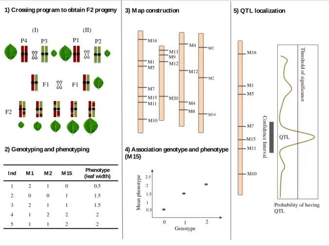 Figure 7: Major steps in QTL mapping approach: First step consists in obtaining a F2 progeny (1)