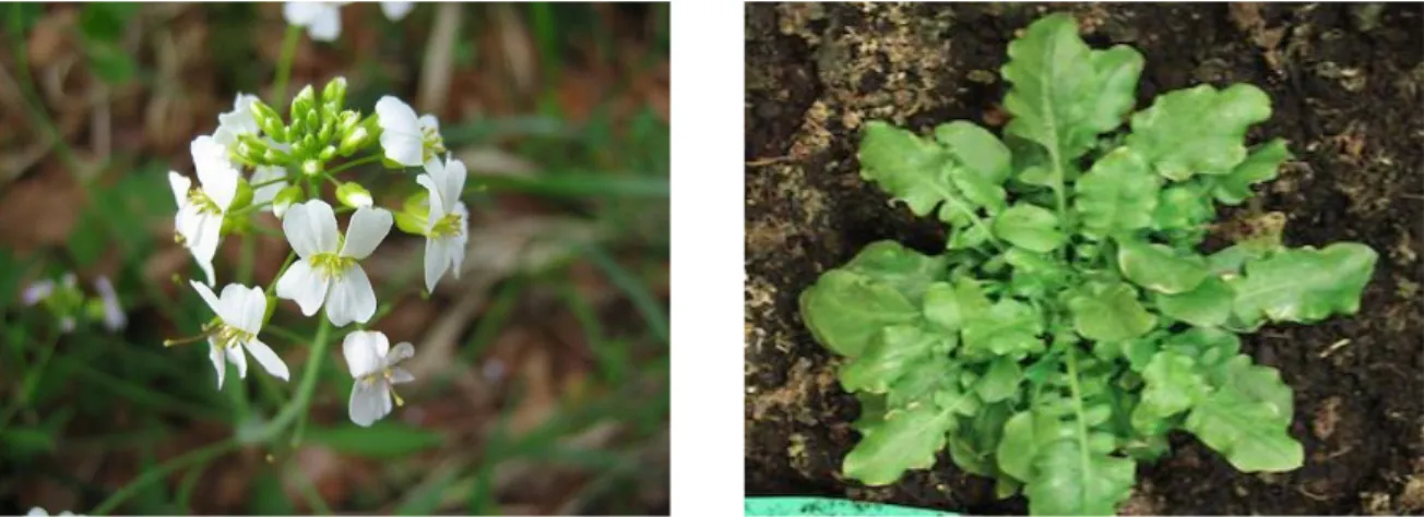Figure 11 : Arabidopsis halleri in the natural habitat and in greenhouse. 