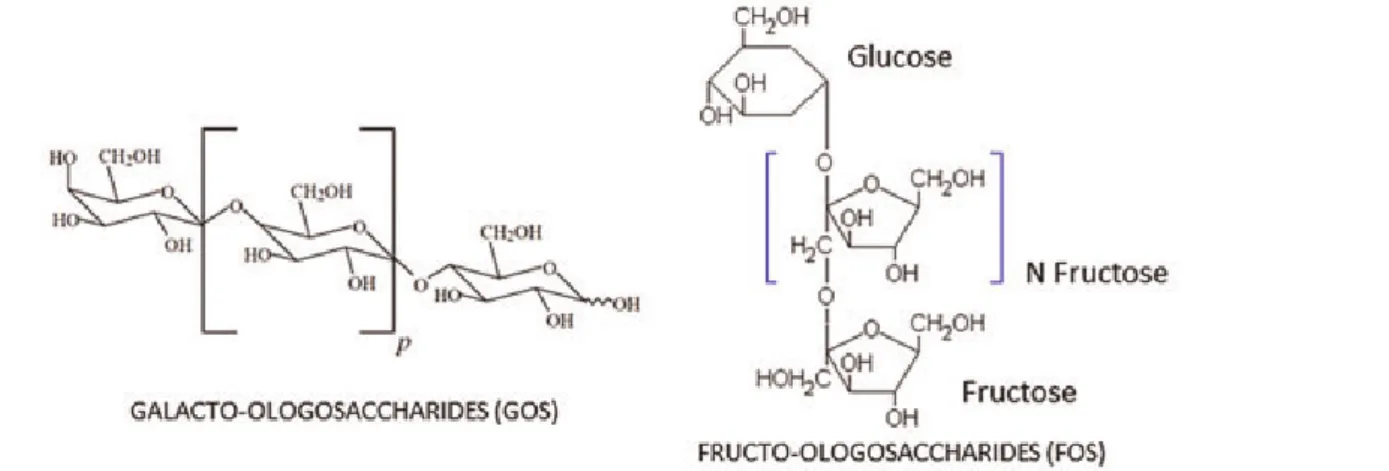 Figure 5. Représentation de GOS en configuration chaise et projection de Haworth de molécules de FOS 