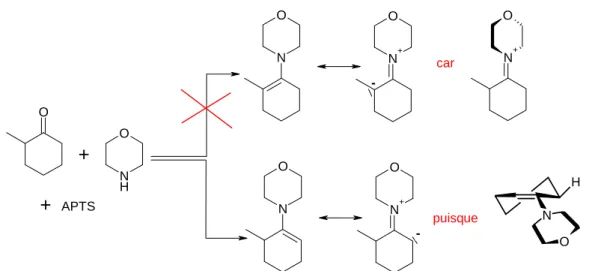 Figure I-26 : Formation régiosélective de l’énamine de l’α-méthylcyclohexanone et de la morpholine
