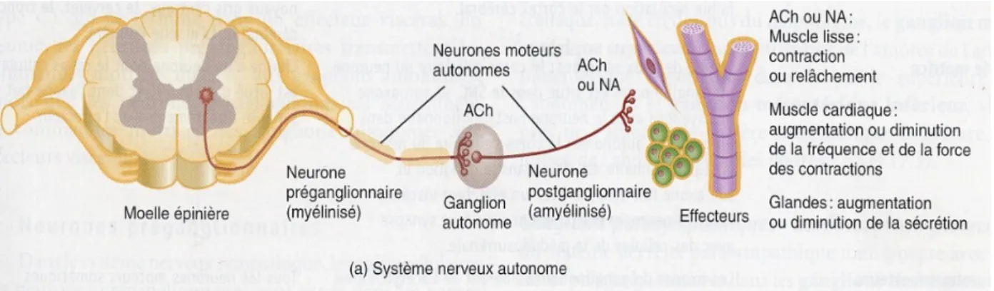 Illustration 1: Le circuit du système nerveux autonome (20).