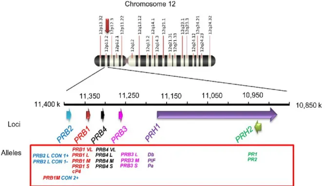 Illustration 3: Les loci du chromosome 12 (39).