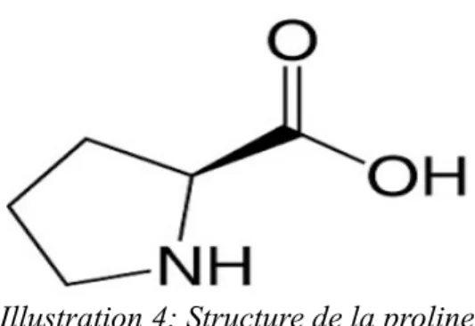 Illustration 4: Structure de la proline (41).
