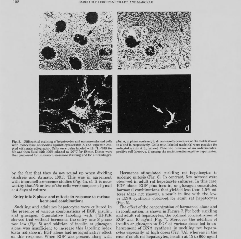 Fig. 3. Differential staining of hépatocytes and nonparenchymal cells  with monoclonal antibodies against cytokeratin A and vimentin cou­