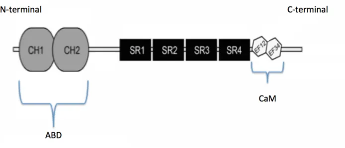 Figure  4 :  Structure  de  l’alpha-actinine.  Représente  l’ABD  possédant  deux  domaines  d’homologie à la calponine (CH1 et CH2), les quatre motifs SLR (SR) numérotés de 1 à 4 à  partir de l’extrémité N ainsi que le domaine CaM comportant deux domaines