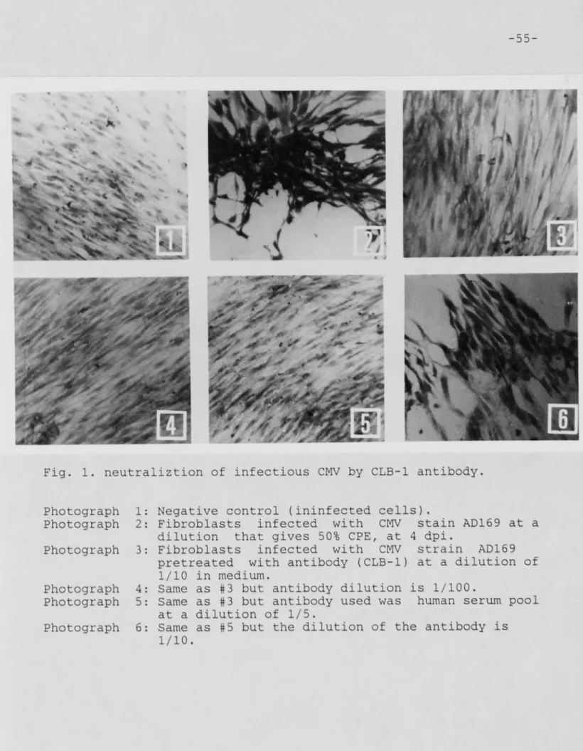 Fig. 1. neutraliztion of infectious CMV by CLB-1 antibody.