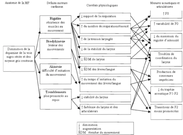 Figure  1.2:  Relations  hypothétiques  entre  l'anatomie,  les  déficits  moteurs,  les  corrélats  physiologiques  et  les  effets  sur les  mesures  acoustiques  et  articulatoires  de la  MP sur la  parole (adapté de Goberman et Coelho (2002» 