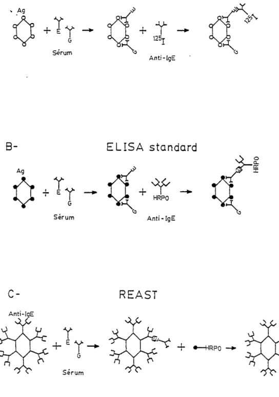 Illustration des 3 techniques utilisées pour le dosage des IgE  spécifiques. A. RAST de Pharmacia qui utilise un disque de  Sépharose qui lie l ' antigène et un anti-IgE marqué  à  l'iode 125