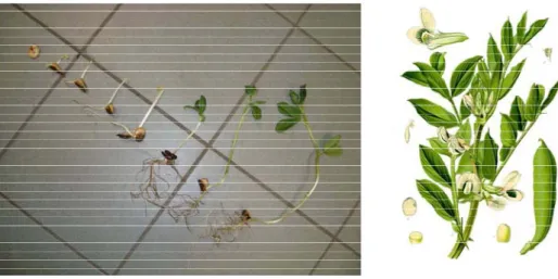 Figure 3:  Vicia faba  seedlings at different stages of growth 