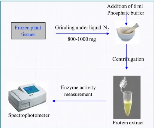 Figure 10: Schematic  diagram  of  protein  contents  analysis  by  spectrophotometer  using  Bradford method
