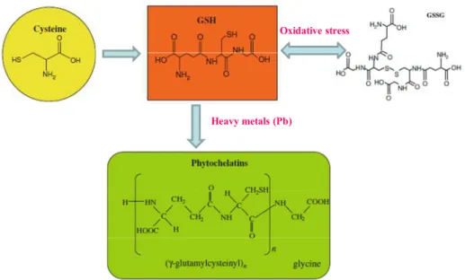 Figure 1: The chemical structure of cysteine, reduced glutathione, oxidized glutathione,  and phytochelatins and their induction by Pb toxicity