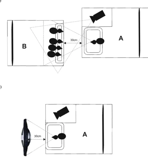 Figure  1.1:  Apparatus  for  a)  the  real  companions  condition  and  b)  the  simulated  companions  condition