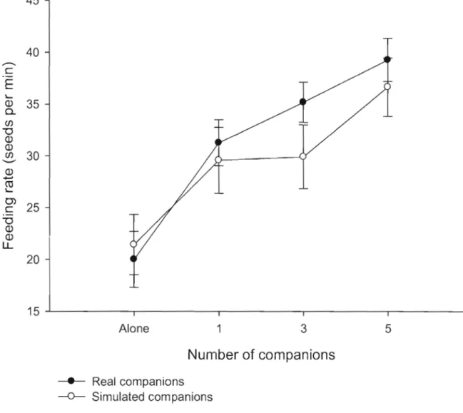 Figure  1.2:  Variation  of feeding  rate  of focal  nutmeg  mannikins  as  a  function  of  group  size  with  real  companions  (black  circ1es)  and  simulated  companions  (white  circ1es)