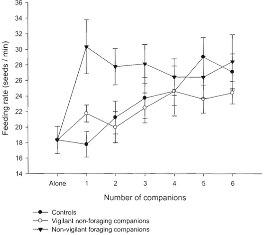 Figure  2.3:  Variation  of feeding  rate  of focal  nutmeg  mannikins  when  group  size  increased  with  controls,  vigilant non-foraging  and  non-vigilant  foraging  companions