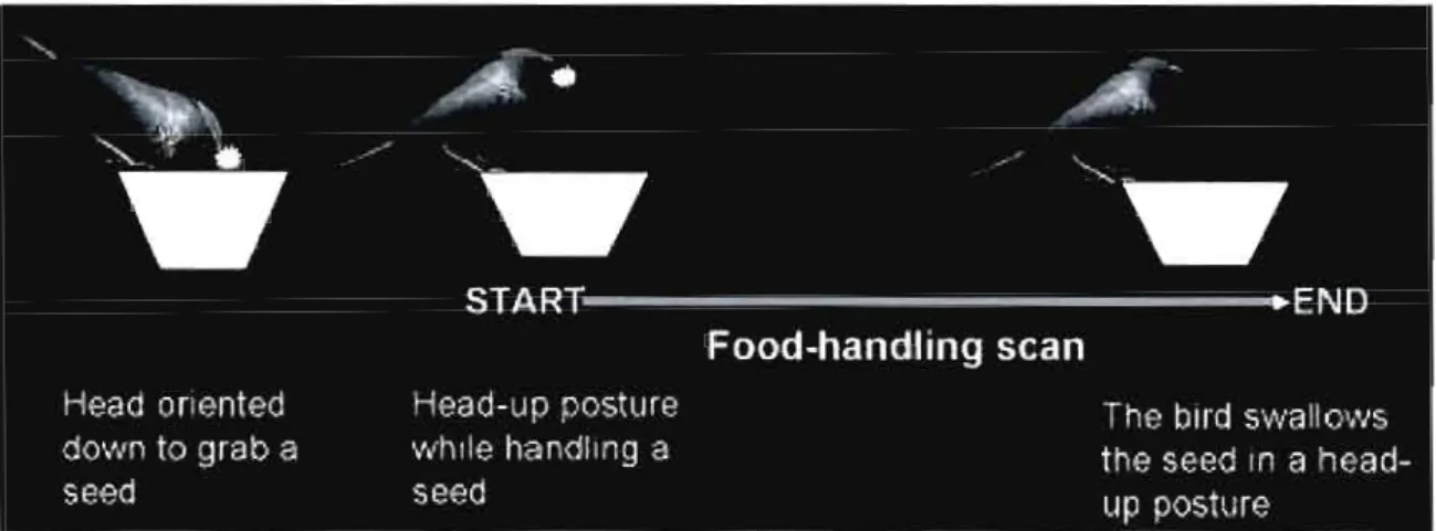 Figure 3.1:  A food-handling  scan  is  defined  by  the  part of the  vigilance that  is  related  to  food  handIing