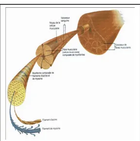 Figure 1   : Composition d’un muscle strié squelettique (  http://jfcas.free.fr/WAL  -   