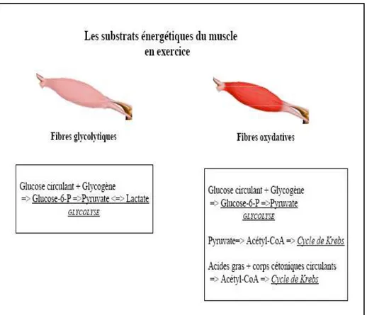 Figure 3 : les différents substrats énergétiques du muscle (source internet).