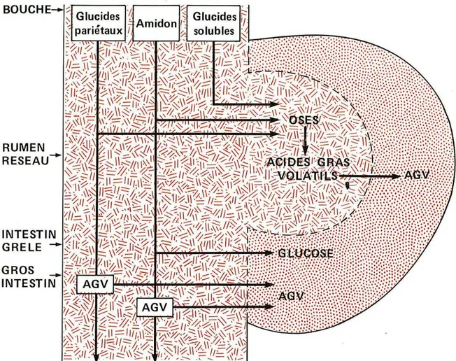 Figure   9   :   schéma   simplifié   de   la   digestion   des   glucides   par   le   ruminant (Bonnes Get all, 1984).