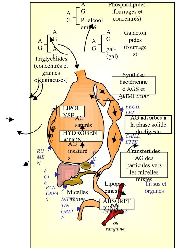 Figure 11     : Digestion et absorption des lipides chez le ruminant