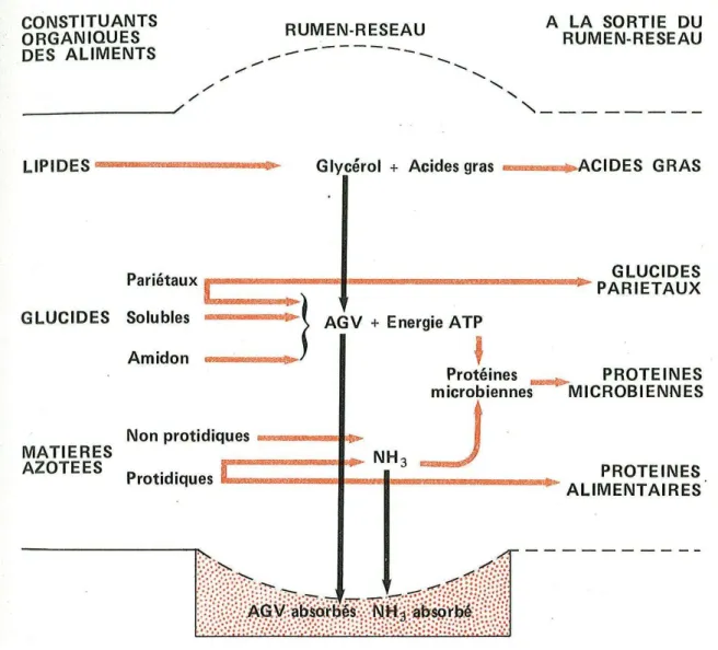 Figure 12 : schéma résumant la dégradation des constituants oraganiques des aliments dans le rumen-réseau (Bonnes G, 1984).