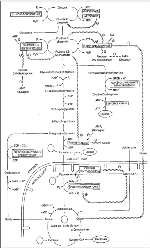 Figure 13: principales voies et contrôle de la gluconéogenèse dans le foie.