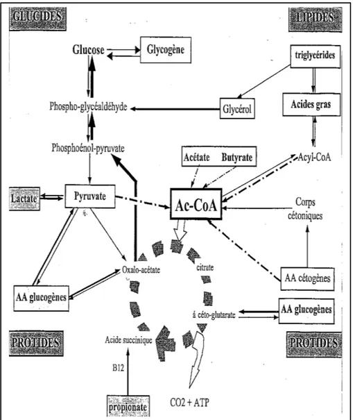 Figure 14 : Le pool métabolique.