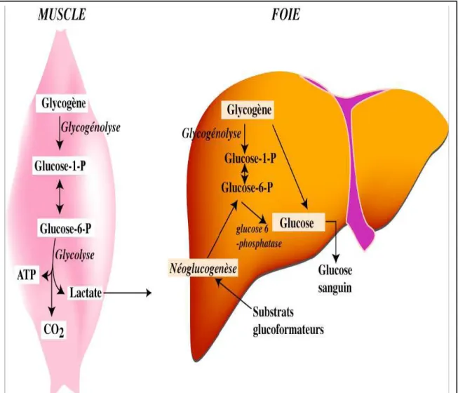 Figure 15:   Utilisation du glycogène hépatique et musculaire (source Internet)