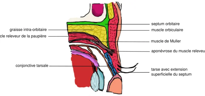 Figure 3 - Coupe sagittale de la paupière supérieure