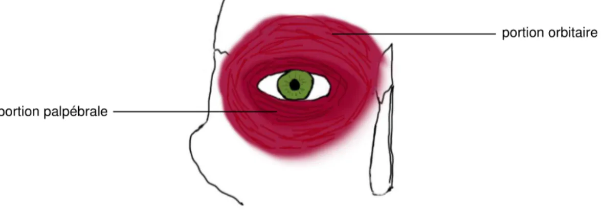 Figure 4 - Anatomie du muscle orbiculaire de la paupière 