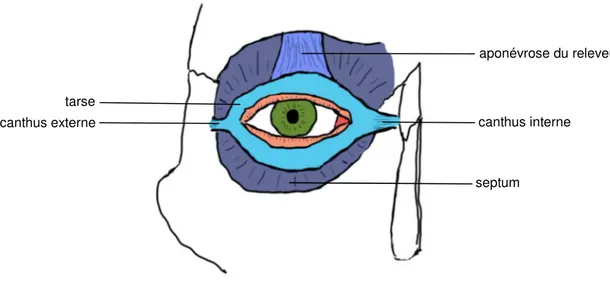 Figure 5 - Anatomie de la structure fibrocartilagineuse de l'œil 