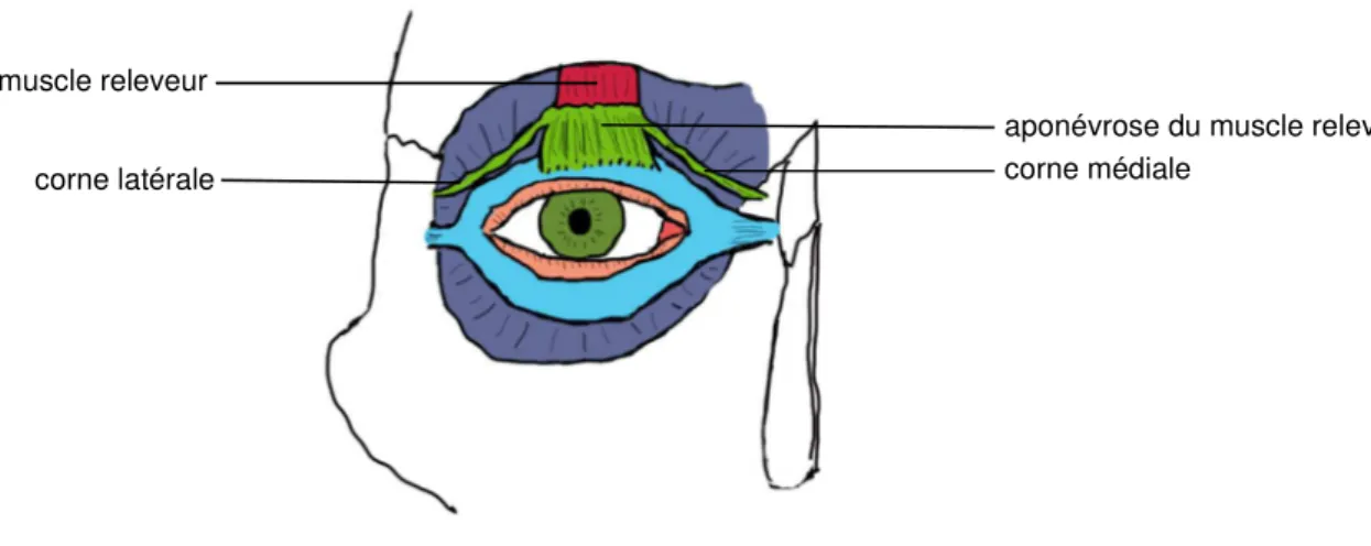 Figure 6 - Anatomie du muscle releveur de la paupière supérieure 