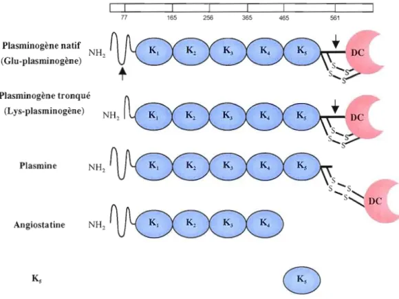 Figure 1.1  Caractéristiques structurelles du  plasminogène.et de  ses dérivés. 