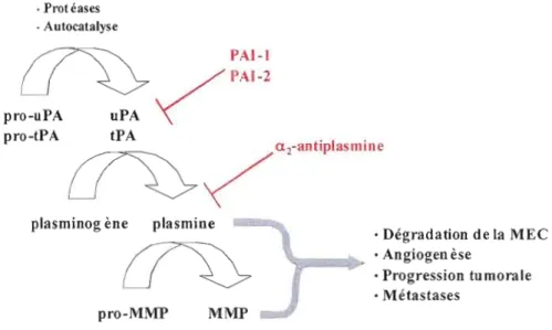 Figure 1.2 La cascade d'activation du plasminogène. 