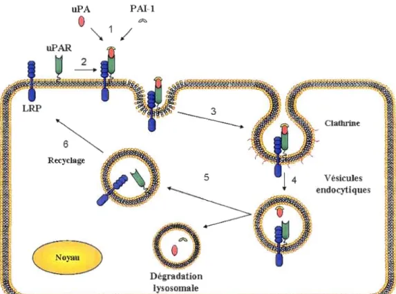 Figure 1.3 Internalisation et recyclage de  l'uPAR à  la surface cellulaire. 