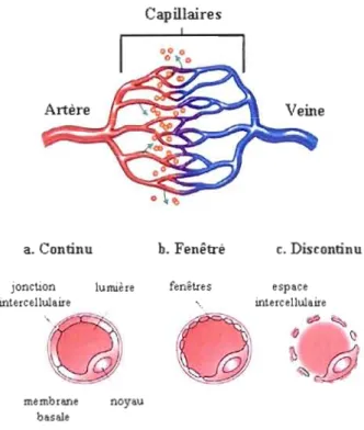 Figure 1.5 Structures des  capillaires  sanguins. 