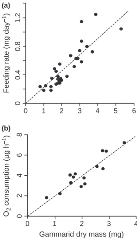 Fig. 1 (a) Daily feeding rate and (b) individual oxygen consumption rate measured in free water at 15 "C in relation to gammarid dry mass
