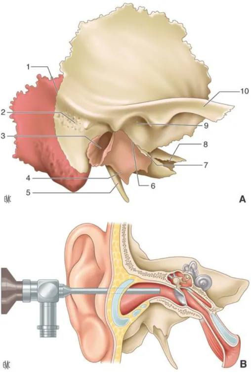 Figure 1. Vue latérale de l'os temporal droit.  