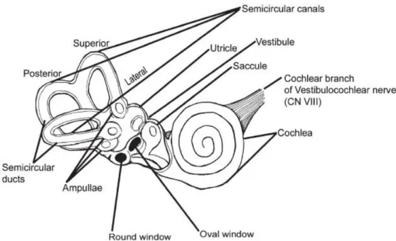 Figure 4. labyrinthe osseux et membraneux, d'après [3] 