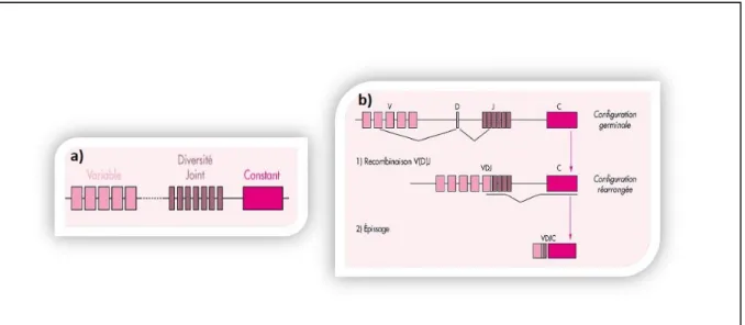 Figure 2  : a) Composition du domaine variable des TCRs et Immunoglobulines   b) Représentation schématique de la diversité de recombinaison des gènes VDJ  (D’après De villartay, 1999) 